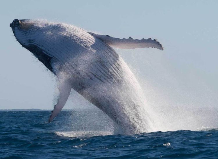 whale breach