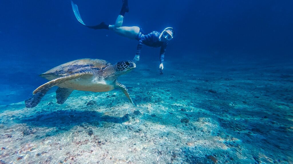 Snorkelling with Blue Tortuga Adventures_Mudjimba Island_Demi Gavin (4)